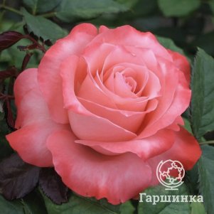 

Роза Нобилис, Питомник роз