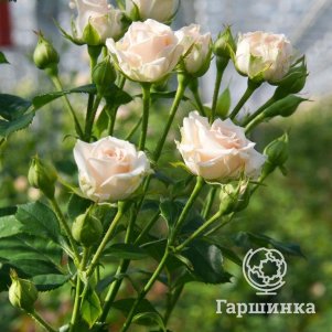 

Роза Яна, Питомник роз
