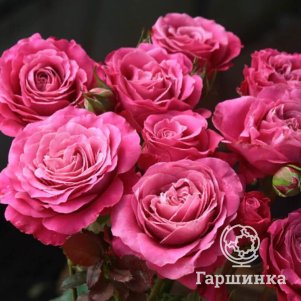 

Роза Олл фо Лав чайно-гибридная, Питомник роз