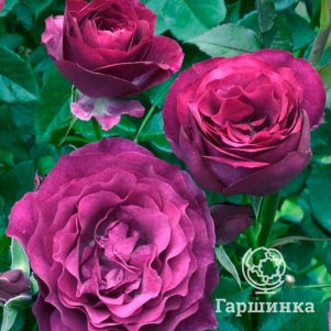 

Роза Аманда Блю чайно-гибридная, Питомник роз