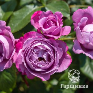 Роза Блю Ривер чайно-гибридная, Питомник роз - фото 1