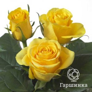 

Роза Брайтон чайно-гибридная, Питомник роз