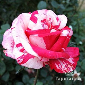 Роза Хаим Сатин чайно-гибридная, Питомник роз - фото 1