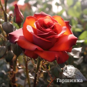 Роза Кофе Брейк чайно-гибридная, Питомник роз