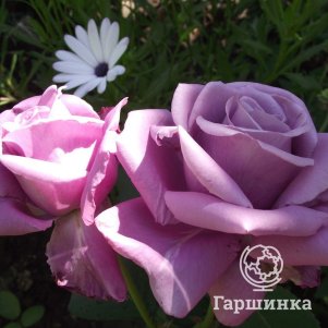 Роза Кул Ватер чайно-гибридная, Питомник роз