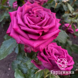 Роза Даниэль Ост чайно-гибридная, Питомник роз