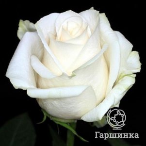 Роза Дельфи чайно-гибридная, Питомник роз