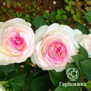 Роза Дольче Вита чайно-гибридная, Питомник роз