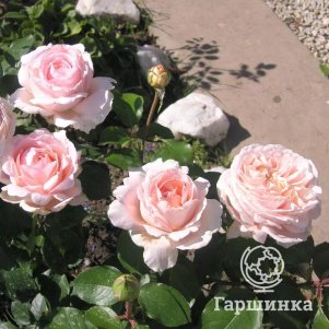 Роза Донателла чайно-гибридная, Питомник роз