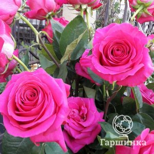 Роза Европа чайно-гибридная, Питомник роз