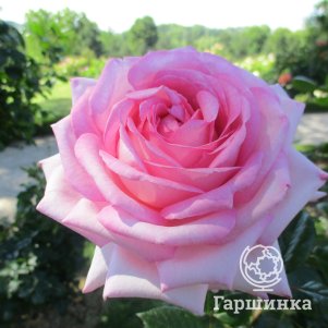 Роза Ева Руджиери чайно-гибридная, Питомник роз
