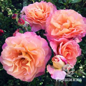 Роза Экзотика чайно-гибридная, Питомник роз
