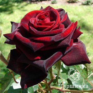 Роза Фиджи Негро чайно-гибридная, Питомник роз