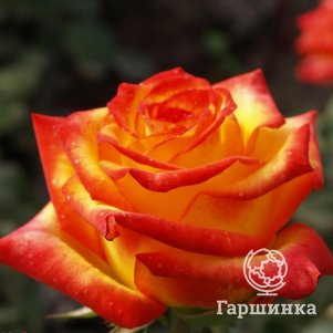 Роза Флорида чайно-гибридная, Питомник роз