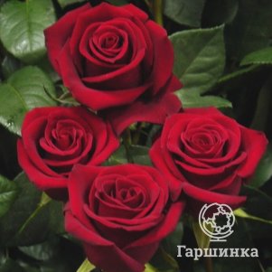 Роза Форевер Янг чайно-гибридная, Питомник роз