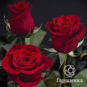 Роза Фридом, Питомник роз