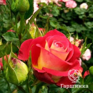 Роза Френдшип, Питомник роз