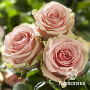 Роза Джералдин, Питомник роз