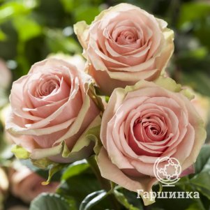 

Роза Джералдин, Питомник роз