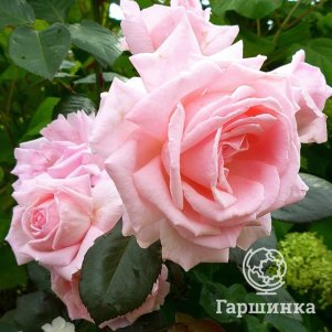 

Роза Хелен Робинсон, Питомник роз
