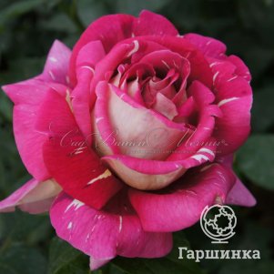 Роза Клеопатра, Питомник роз