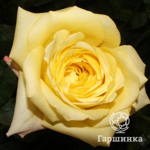 Роза Мабелла, Питомник роз
