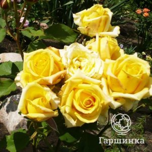 Роза Мохана, Питомник роз - фото 1