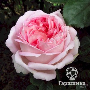 Роза Мириам, Питомник роз