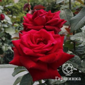 

Роза Роял Баккара, Питомник роз
