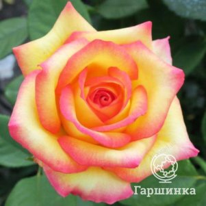 

Роза Сальвадор, Питомник роз