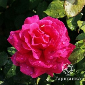 

Роза Секси Парфюмелла, Питомник роз