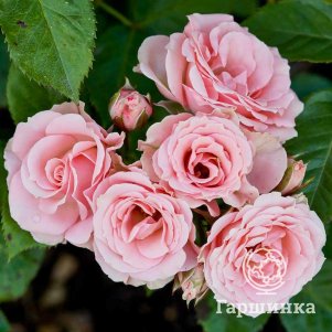Роза Лидия, Питомник роз