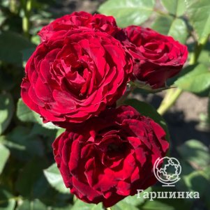 Роза Ред Сенсейшн, Питомник роз - фото 1