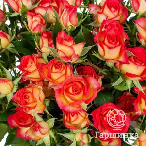 Роза Рубиэлла, Питомник роз