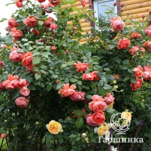 

Роза Саммер, Питомник роз