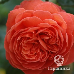 Роза Саммер, Питомник роз
