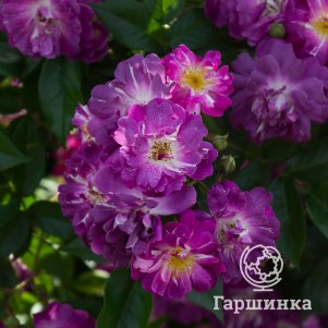 

Роза Вейльхенблау плетистая, Питомник роз