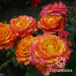 Роза Циркус флорибунда, Питомник роз