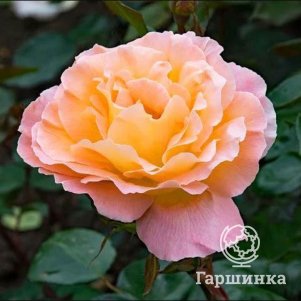 

Роза Розмари Харкнесс флорибунда, Питомник роз