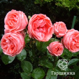 

Роза Кимоно флорибунда, Питомник роз