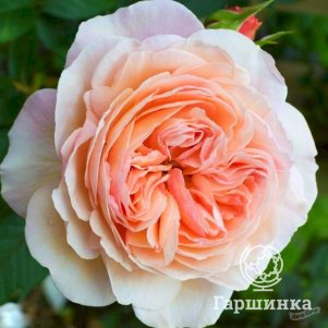

Роза Чарльз Остин кустарниковая, Питомник роз