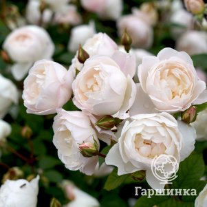 

Роза Дездемона кустарниковая, Питомник роз
