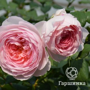 

Роза Миранда кустарниковая, Питомник роз