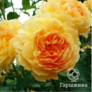 

Роза Мулинекс кустарниковая, Питомник роз