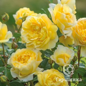 

Роза Поэтс Вайф кустарниковая, Питомник роз