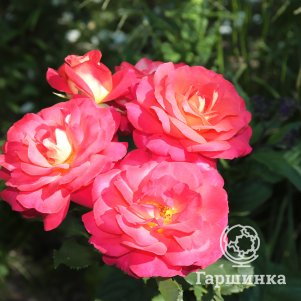 Роза Декор Арлекин шраб, Питомник роз