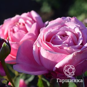 

Роза Дитер Мюллер шраб, Питомник роз