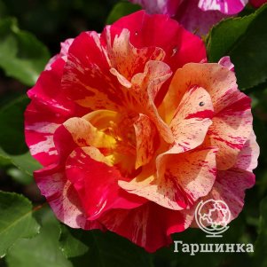 

Роза Эдгар Дега шраб, Питомник роз