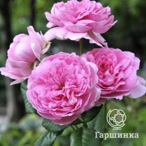 

Роза Элоди Гюссон шраб, Питомник роз