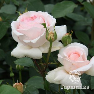 

Роза Андре Ле Нотр